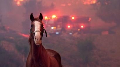 Binatang Yang Terjebak Dalam Kebakaran Hutan California Bbc News
