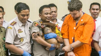 Komodo Orangutan Hingga Kukang Mengapa Perdagangan Satwa Langka