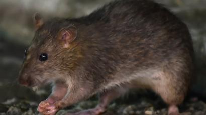 Coronavirus Why More Rats Are Being Spotted During Quarantine