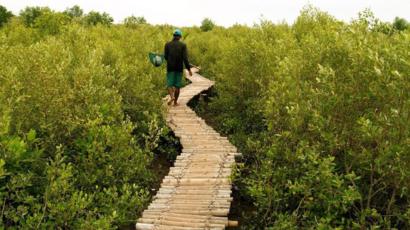 أشجار المانغروف تحمي سواحل فيتنام من الغرق Bbc News Arabic