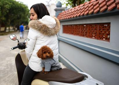 Luật mới quy định phải yêu thương động vật, cho ăn uống đầy đủ, chuồng trại thoáng mát