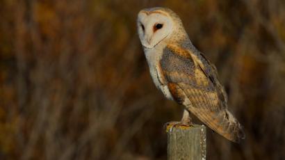 Stunned Barn Owl Rescued By Police In North Yorkshire Bbc News