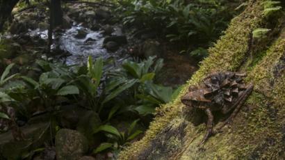 Why Guyana S Rainforests Are A Scientist S Dream Bbc News