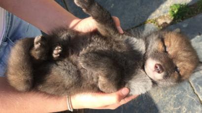 Three Abandoned Fox Cubs Adopted By Farmer S Dog Bbc News
