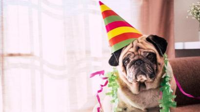 Cara Yang Lebih Akurat Untuk Menghitung Usia Anjing Anda Bbc