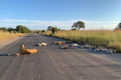 Coronavirus: Lions nap on road during South African lockdown - BBC ...