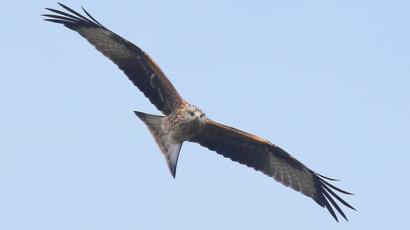 Red Kites In Derbyshire Cracking Bird Is First For 150