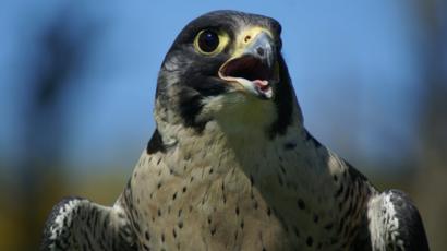 Police Using Drones To Protect Birds Of Prey Bbc News