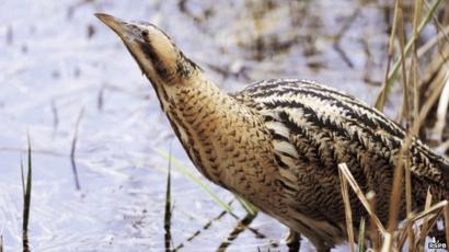 Image result for rspb bittern