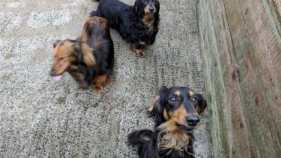 Dachshund Lover Gerry Mcfaul S Crufts Dream Approaches Bbc News