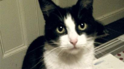 The Commuter Cats Who Became Fur Mous Bbc News