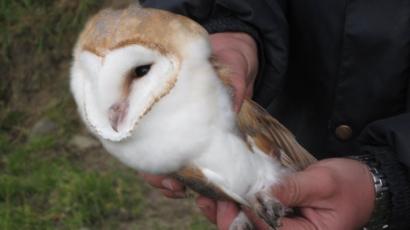 Barn Owls Chicks Hatch In Man Made Nesting Box For First Time In