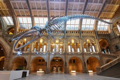 Blue Whale Takes Centre Stage At Natural History Museum
