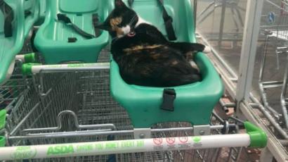 Calls For Memorial For Well Known Sinfin Asda Cat Bbc News