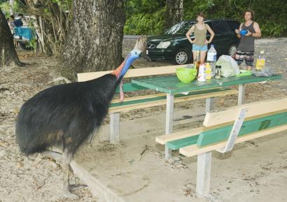 Pria Di Florida Tewas Diserang Burung Kasuari Peliharaannya Bbc