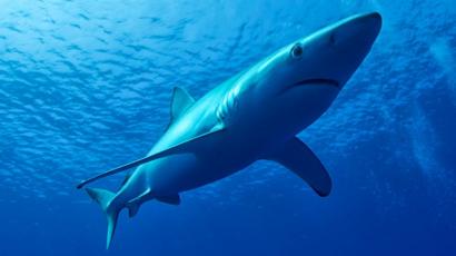 O que faz do Brasil uma ameaça ao futuro dos tubarões - que muita ...