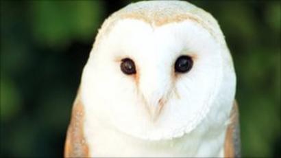 Gloucester Owl Charity Says Public Opening Did Not Work Bbc News