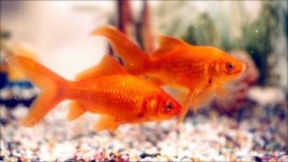 China Row Over Synchronised Goldfish Magic Trick Bbc News