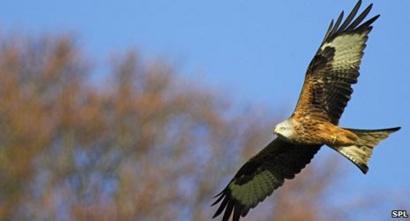 Are Birds Of Prey Back Bbc News