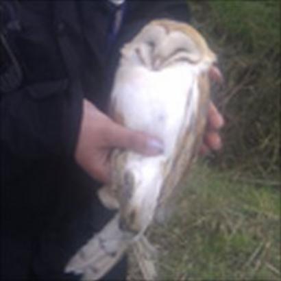 Appeal After Barn Owl Shot In Leg In Gloucestershire Bbc News