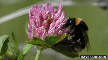 Dungeness Prepares For Return Of Short Haired Bumblebee Bbc News