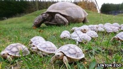 Tortoise Hatches Record 45 Babies At Linton Zoo Bbc News