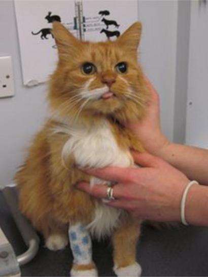 Giant Hair Ball Removed From Cambridgeshire Cat In Life Saving