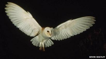 Devon And Cornwall Barn Owls Threatened By Weather Bbc News