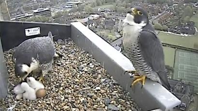 Norwich Cathedral Peregrine Falcon Chick Dies Bbc News