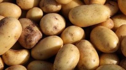 jersey potatoes season