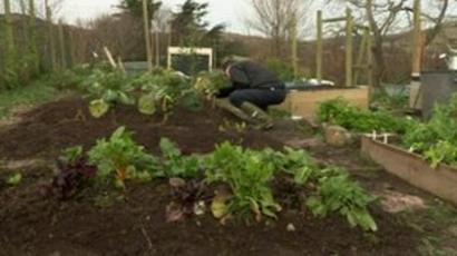 More Northern Ireland People Growing Their Own Food Bbc News
