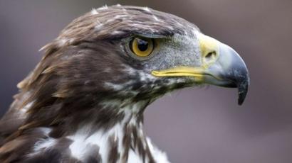 Golden Eagle Voted Scotlands Favourite Wild Animal Bbc News