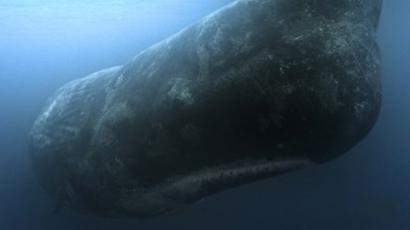 Sperm whale attack