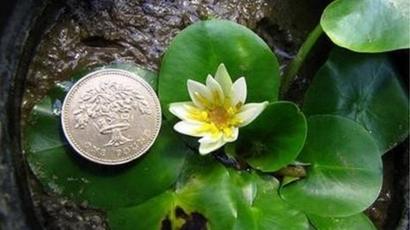 World S Smallest Water Lily Stolen From Kew Gardens Bbc News