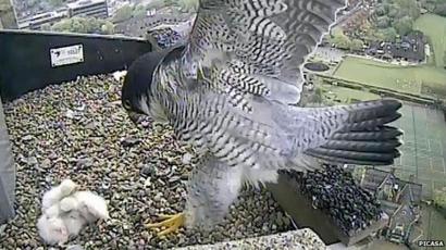 Norwich Cathedral Peregrine Falcons Hatch Fourth Chick Bbc