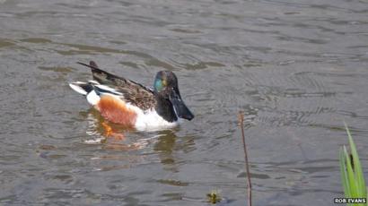 smart duck dabble speaker