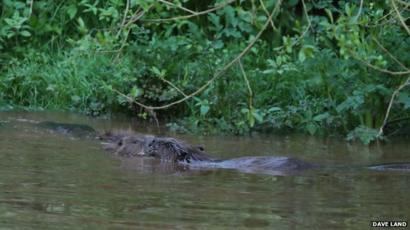 River Otter Beavers Native To Uk Tests Find Bbc News