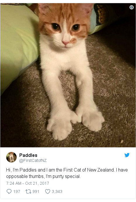 Paddles New Zealand Pm S First Cat Dies In Car Crash Bbc News