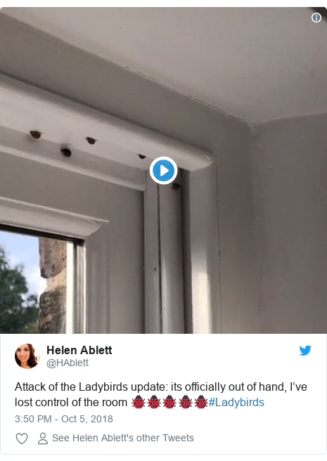 Harlequin Ladybirds Swarm Into Homes After Hot Summer Bbc News