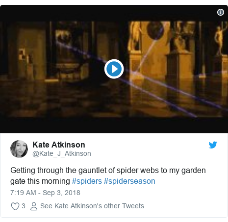 Spider Season How To Tackle An Influx Of Arachnids Bbc News