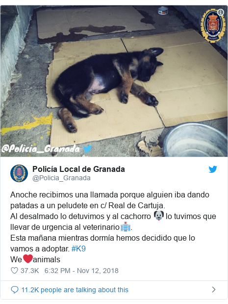 Spanish Police Adopt And Recruit German Shepherd Bbc News