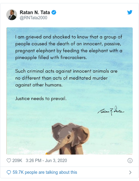 India Outrage After Pregnant Elephant Dies Eating Firecracker