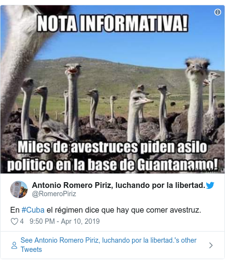 Cuba S Government Mocked By Stampede Of Ostrich Memes Bbc News