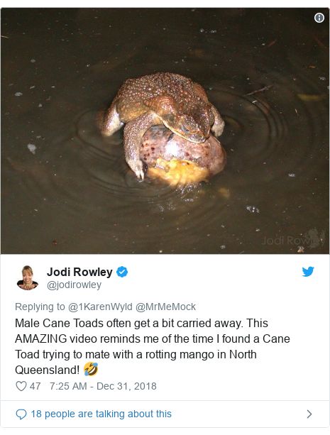 Enormous Frogs Heave Rocks To Build Tadpole Nests Research Highlights