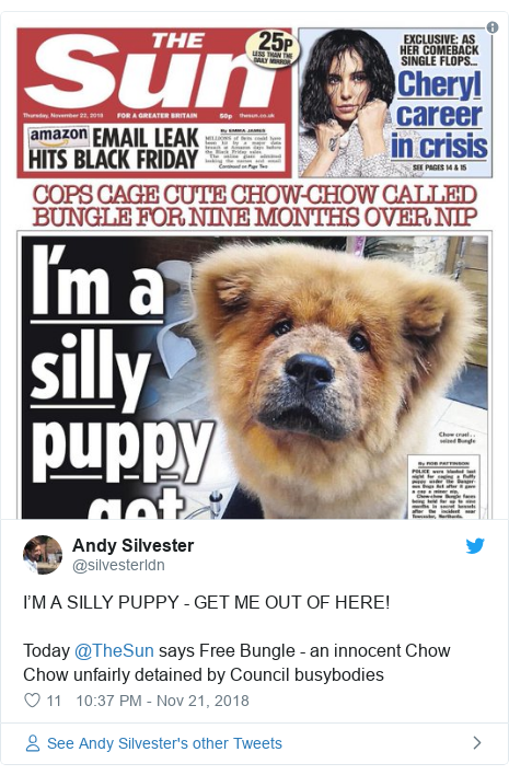 Bungle The Chow Chow Why Police Seized This Fluffy Dog Bbc News
