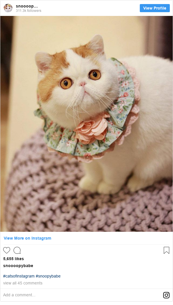 Karl Lagerfeld Designer S Cat Choupette Named In His Will Bbc