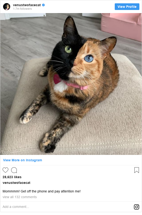Karl Lagerfeld Designer S Cat Choupette Named In His Will Bbc