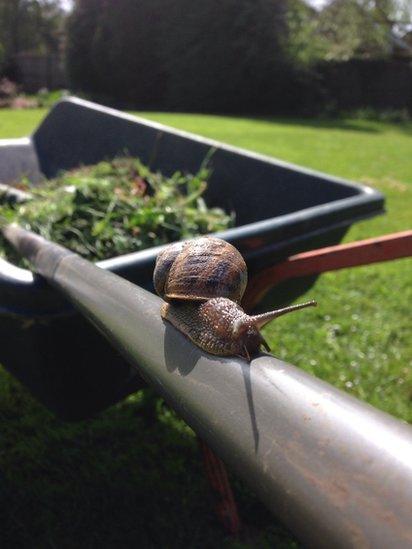 Snail on a wheelbarrow