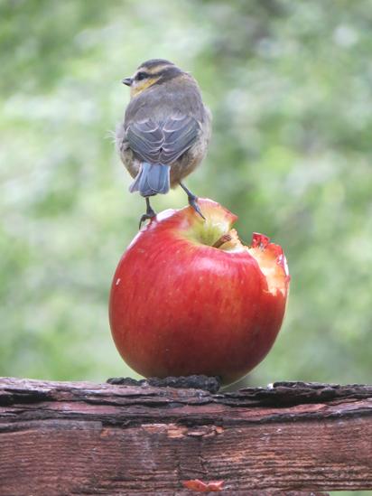Blue tit on an apple