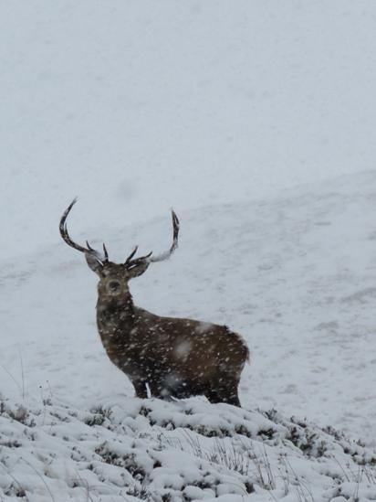 Stag in the snow
